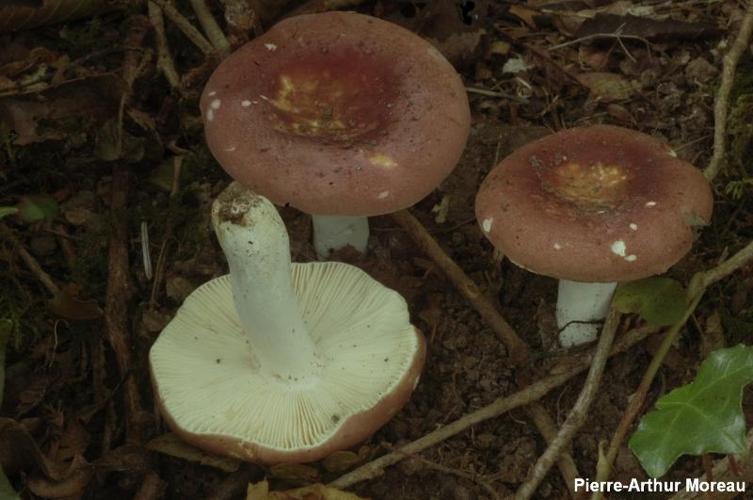 <i>Russula sericatula</i> Romagn., 1958 © PA. Moreau