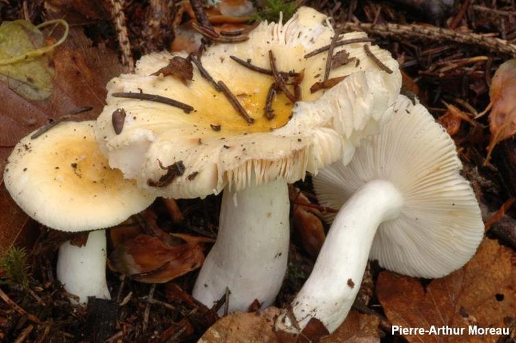 <i>Russula solaris</i> Ferd. & Winge, 1924 © PA. Moreau