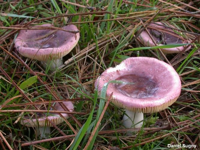 <i>Russula turci</i> Bres., 1882 © D. Sugny