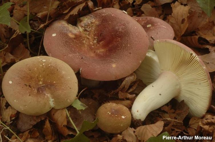 <i>Russula vinosobrunnea</i> (Bres.) Romagn., 1967 © PA. Moreau