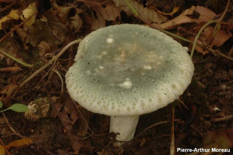 <i>Russula virescens</i> (Schaeff.) Fr., 1836 © PA. Moreau