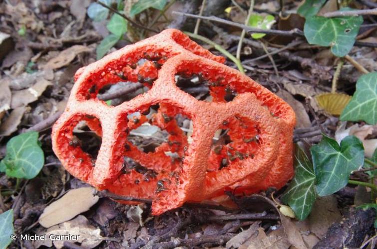 <i>Clathrus ruber</i> P.Micheli ex Pers., 1801 © Michel Garnier