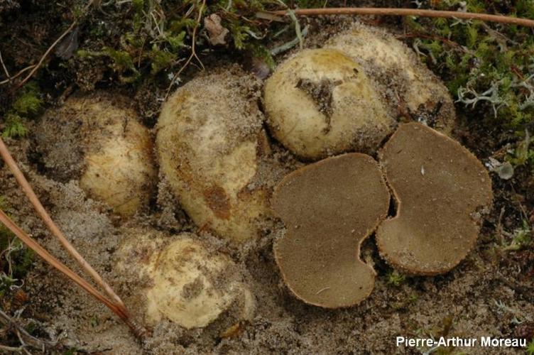 <i>Rhizopogon luteolus</i> Fr., 1817 © PA. Moreau