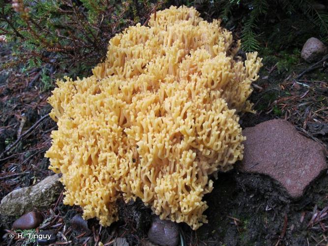 <i>Ramaria flava</i> (Schaeff.) Quél., 1888 © H. Tinguy