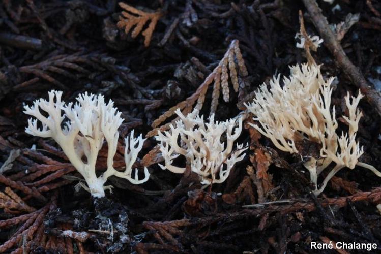 <i>Ramaria gracilis</i> (Pers.) Quél., 1888 © R. Chalange