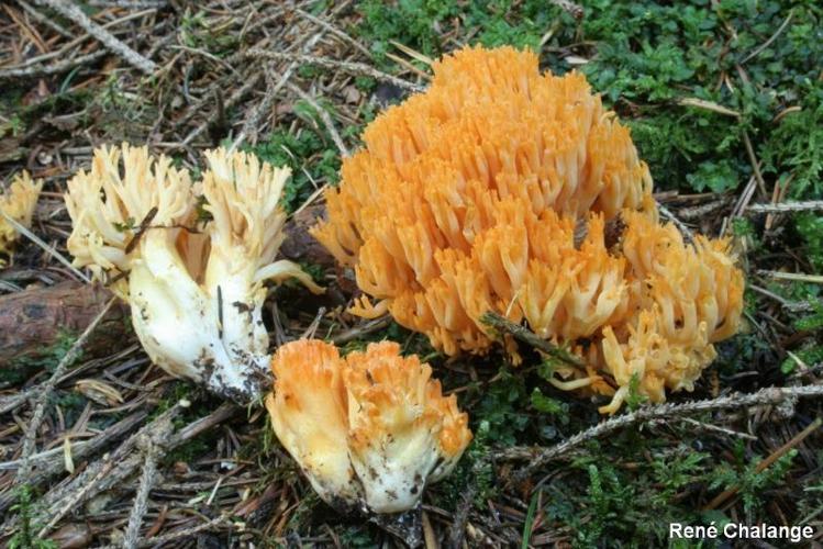 <i>Ramaria largentii</i> Marr & D.E.Stuntz, 1974 © R. Chalange