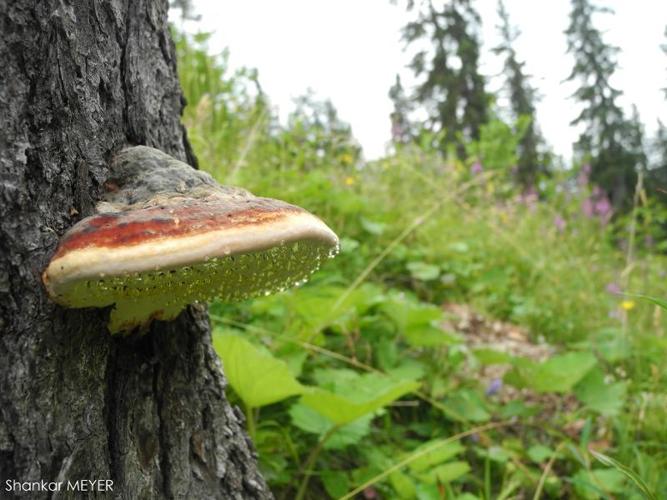 <i>Fomitopsis pinicola</i> (Sw.) P.Karst., 1881 © S. MEYER