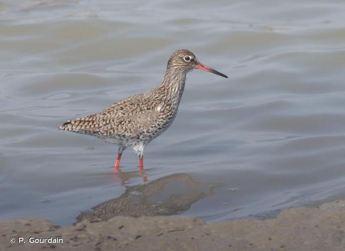 <i>Tringa totanus</i> (Linnaeus, 1758) © P. Gourdain