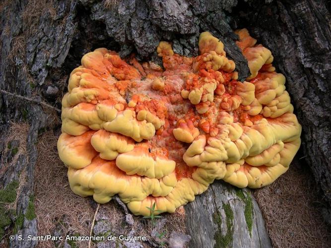 <i>Laetiporus sulphureus</i> (Bull.) Murrill, 1920 © S. Sant/Parc Amazonien de Guyane