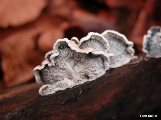 <i>Plicaturopsis crispa</i> (Pers.) D.A.Reid, 1964 © Y. Sellier