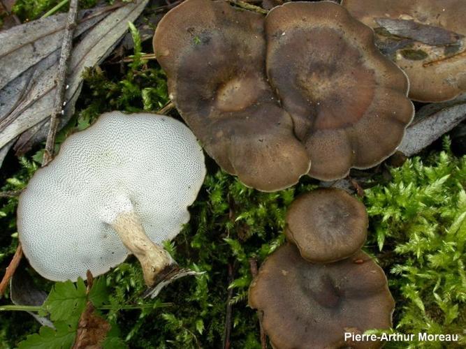 <i>Lentinus brumalis</i> (Pers.) Zmitr., 2010 © PA. Moreau