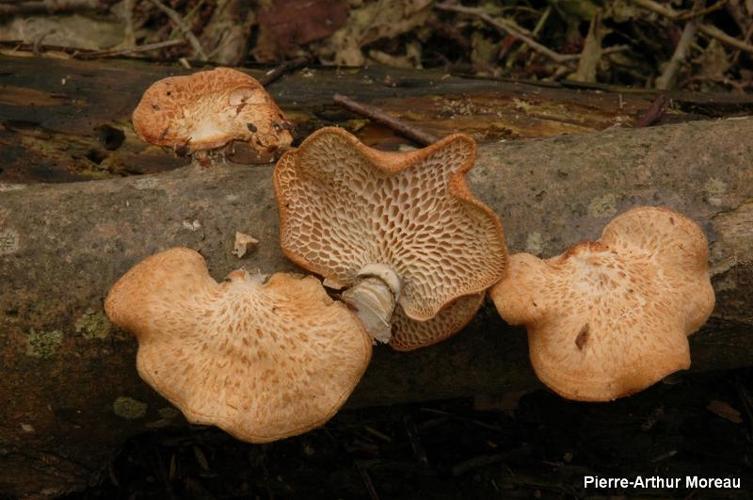 <i>Polyporus alveolarius</i> (Bosc) Fr., 1821 © PA. Moreau