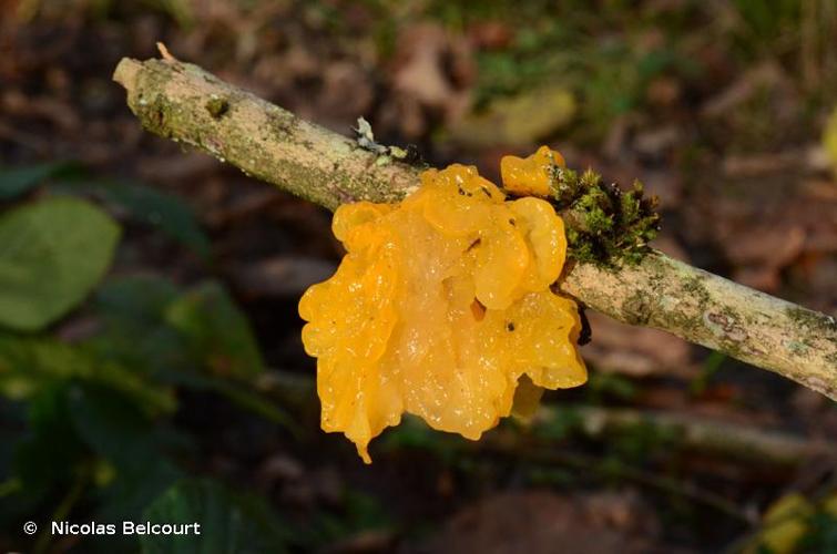 <i>Tremella mesenterica</i> Retz., 1769 © Nicolas Belcourt