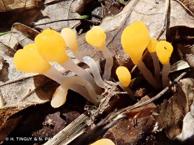 <i>Bryoglossum gracile</i> (P.Karst.) Redhead, 1977 © H. TINGUY & N. PAX