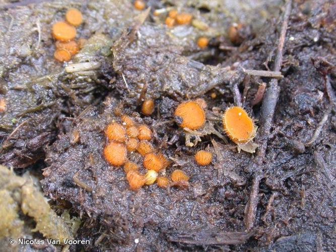 <i>Cheilymenia stercorea</i> (Pers.) Boud., 1907 © Nicolas Van Vooren