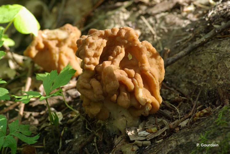 <i>Gyromitra esculenta</i> (Pers.) Fr., 1849 © P. Gourdain