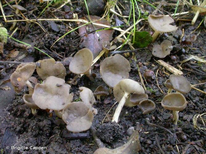 <i>Helvella cupuliformis</i> Dissing & Nannf., 1966 © Brigitte Capoen