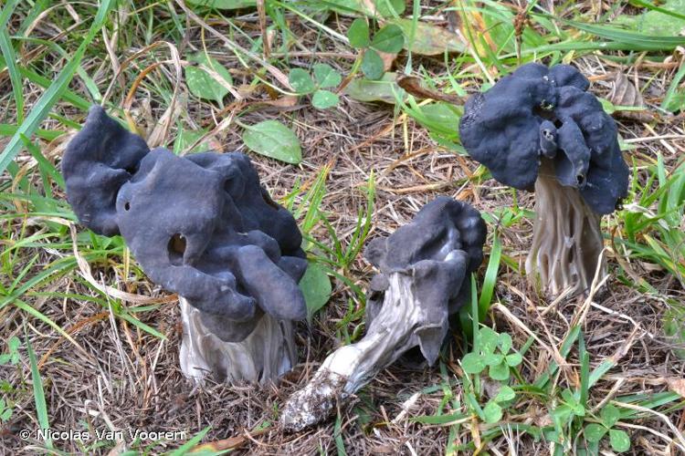 <i>Helvella lacunosa</i> Afzel., 1783 © Nicolas Van Vooren