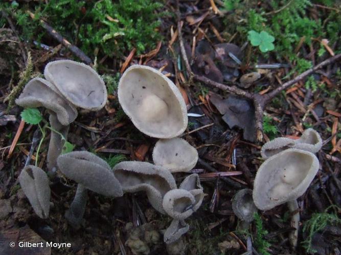 <i>Helvella macropus</i> (Pers.) P.Karst., 1871 © Gilbert Moyne