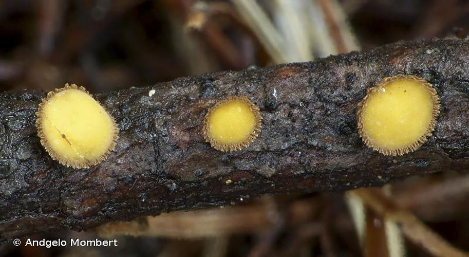 <i>Lachnellula flavovirens</i> (Bres.) Dennis, 1962 © Andgelo Mombert