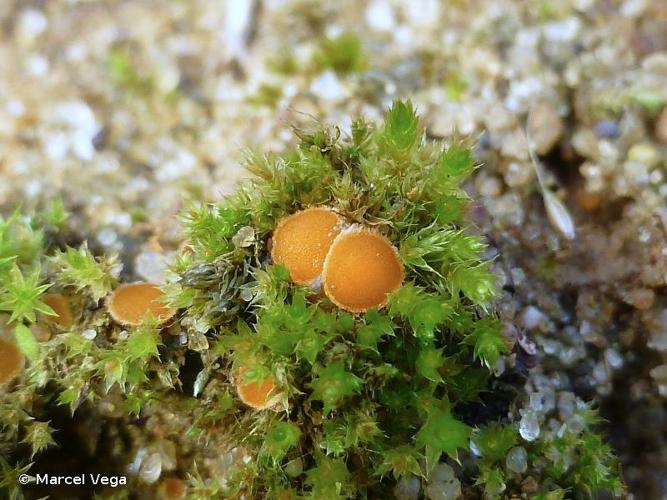 <i>Octospora coccinea</i> (P.Crouan & H.Crouan) Brumm., 1967 © Marcel Vega