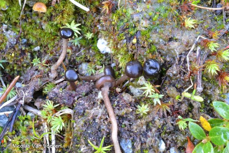 <i>Sarcoleotia globosa</i> (Sommerf.) Korf, 1971 © Nicolas Van Vooren