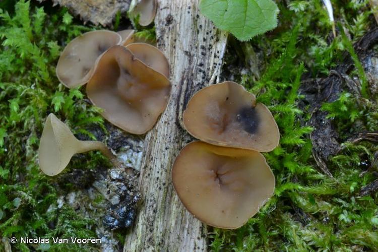 <i>Sclerotinia sclerotiorum</i> (Lib.) de Bary, 1884 © Nicolas Van Vooren