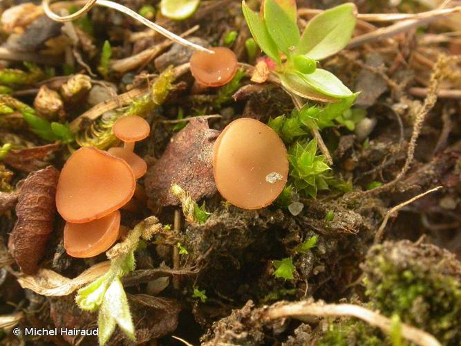 <i>Sclerotinia trifoliorum</i> Erikss., 1880 © Michel Hairaud