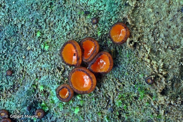 <i>Scutellinia nigrohirtula</i> (Svrček) Le Gal, 1964 © Gilbert Moyne