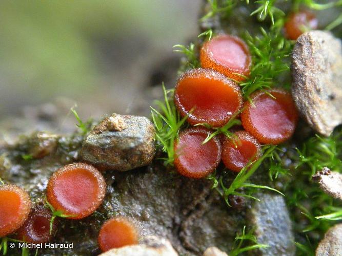 <i>Scutellinia pseudotrechispora</i> (J.Schröt.) Le Gal, 1962 © Michel Hairaud