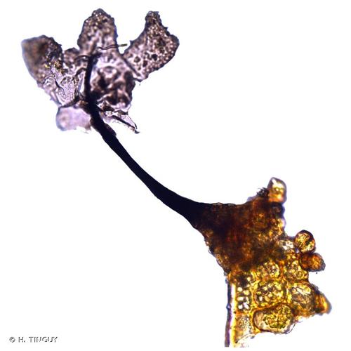 <i>Barbeyella minutissima</i> Meyl., 1914 © H. TINGUY