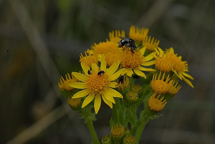 Jacobaea vulgaris Gaertn., 1791 © DALMAS Jean-Pierre