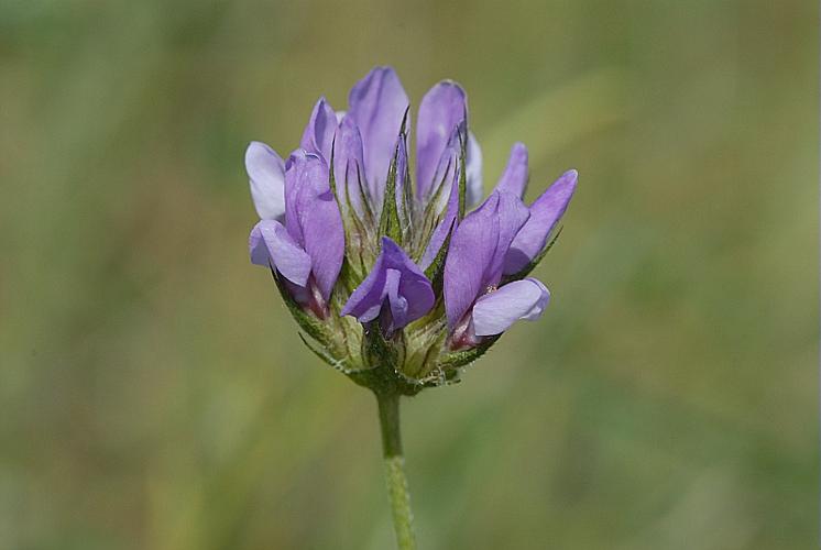 Bituminaria bituminosa (L.) C.H.Stirt., 1981 © DALMAS Jean-Pierre