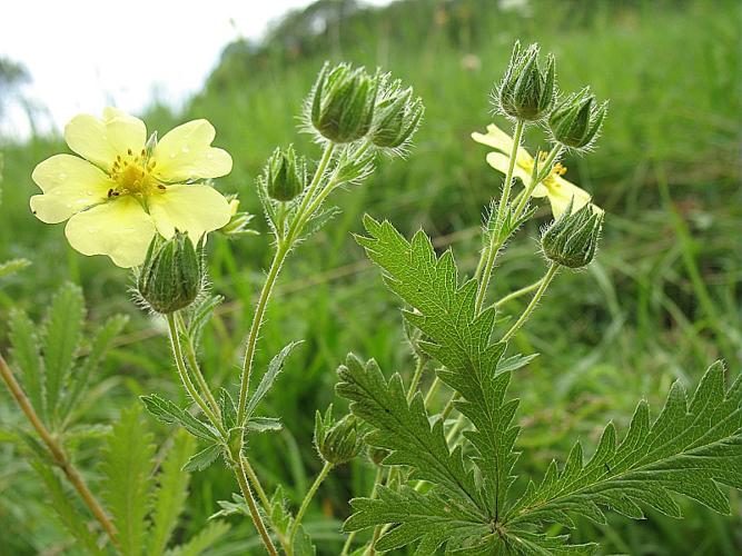 Potentilla recta L., 1753 © BILLARD Gilbert