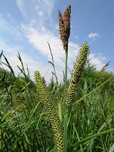 Carex acutiformis ehrh. © VILLARET Jean-Charles