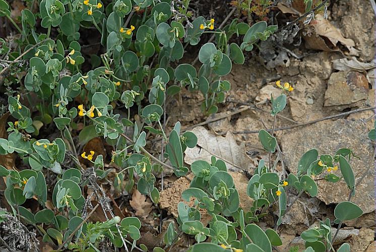 Coronilla scorpioides (L.) W.D.J.Koch, 1837 © DALMAS Jean-Pierre