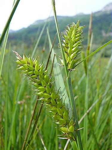 Carex rostrata Stokes © VILLARET Jean-Charles