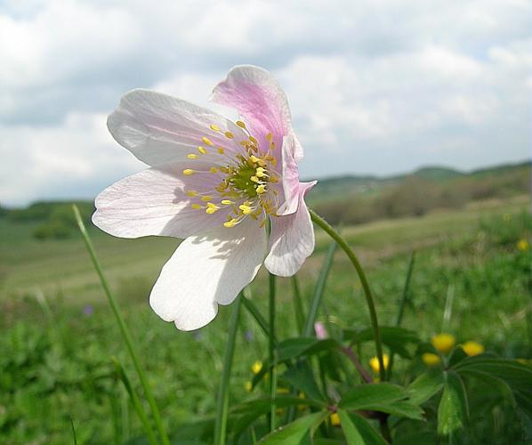 Anemone nemorosa L. © VILLARET Jean-Charles