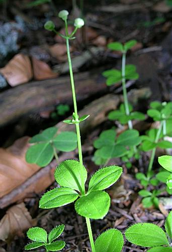 Galium rotundifolium L. © VILLARET Jean-Charles