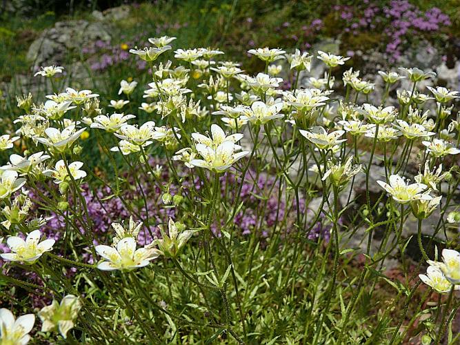 Saxifraga aspera L. © VILLARET Jean-Charles