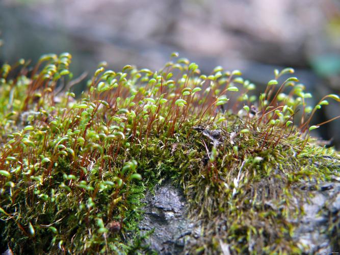 Amblystegium serpens (Hedw.) Schimp. © LEGLAND Thomas