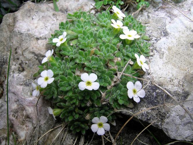 Androsace pubescens DC. © VILLARET Jean-Charles