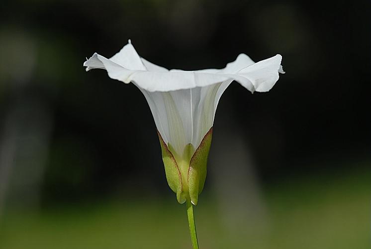 Calystegia sepium (L.) R.Br. subsp. sepium © DALMAS Jean-Pierre