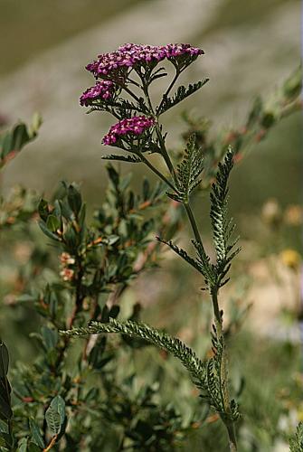 Achillea distans Waldst. & Kit. ex Willd., 1803 © BONNET Véronique