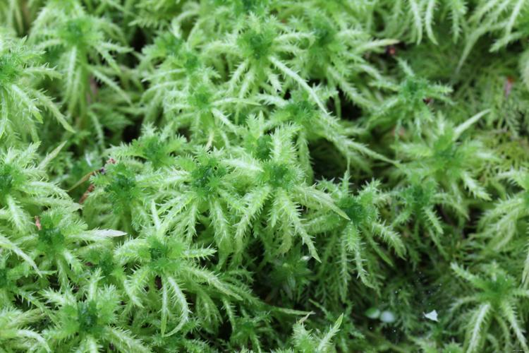 Sphagnum squarrosum Crome © LEGLAND Thomas