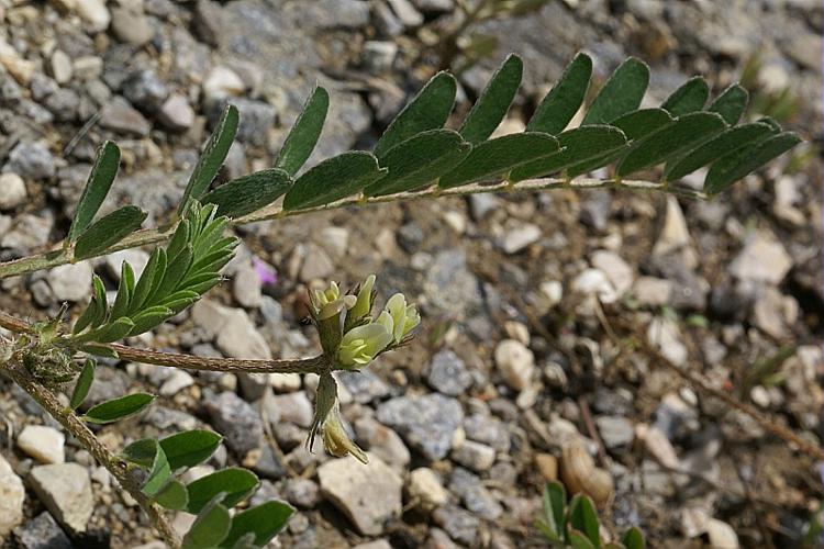 Astragalus hamosus L., 1753 © PACHES Gilles