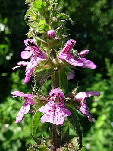 Stachys palustris L. © VILLARET Jean-Charles