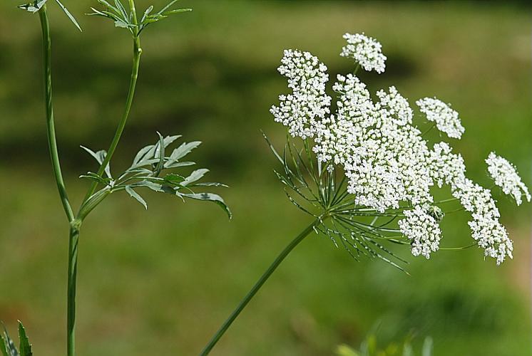 Ammi majus L., 1753 © DALMAS Jean-Pierre