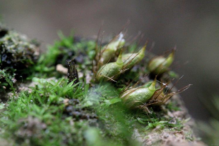 Diphyscium foliosum (Hedw.) D.Mohr © LEGLAND Thomas