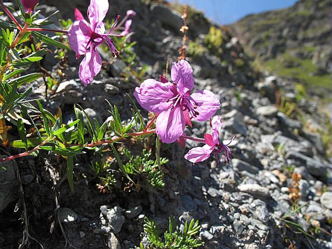 Epilobium dodonaei Vill. subsp. fleischeri (Hochst.) Schinz & Thell. © BILLARD Gilbert